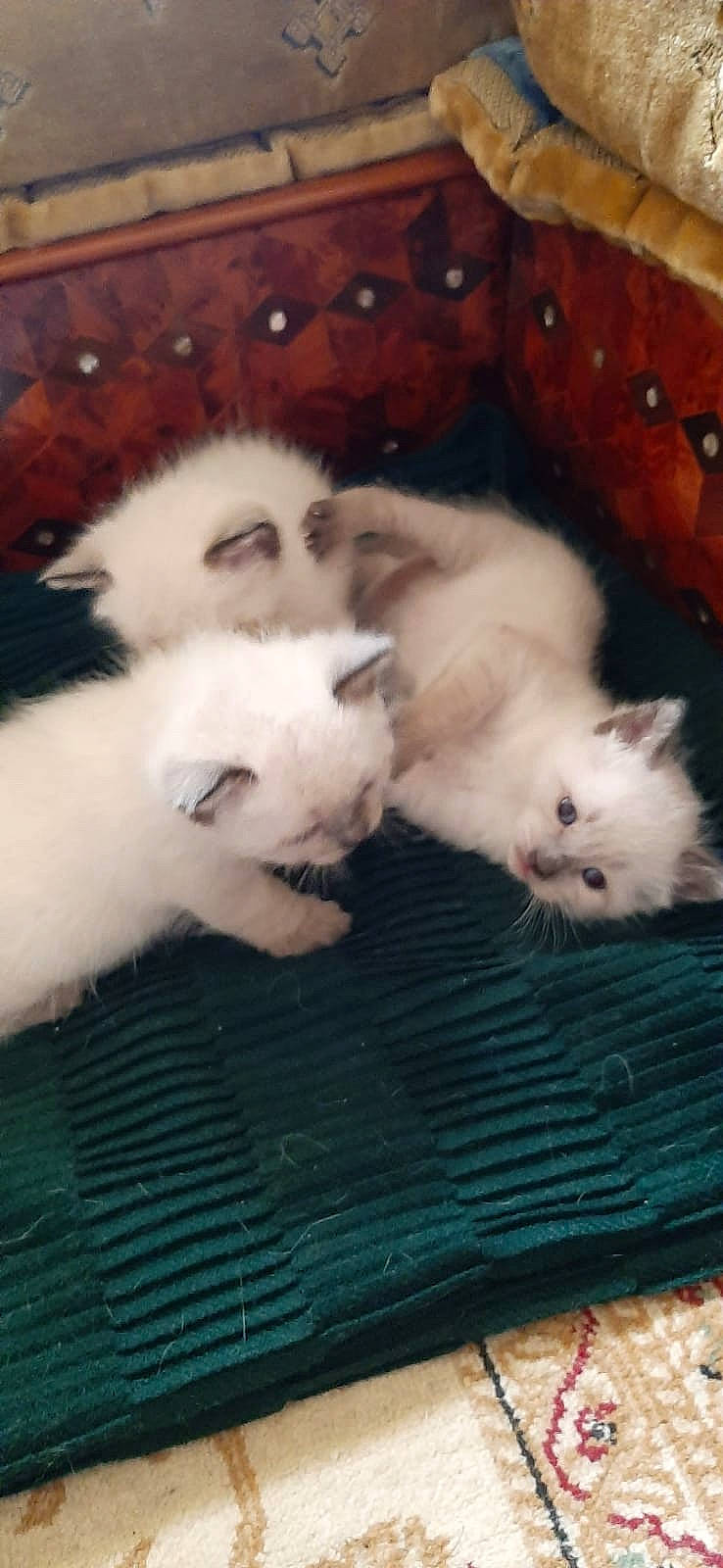 Toumaï participe au concours pour gagner de l'argent avec cette photo : british_longhair, carnivore, cat, claw, comfort, companion_dog, fawn, felidae, fur, paw, small_to_medium_sized_cats, tail, terrestrial_animal, whiskers