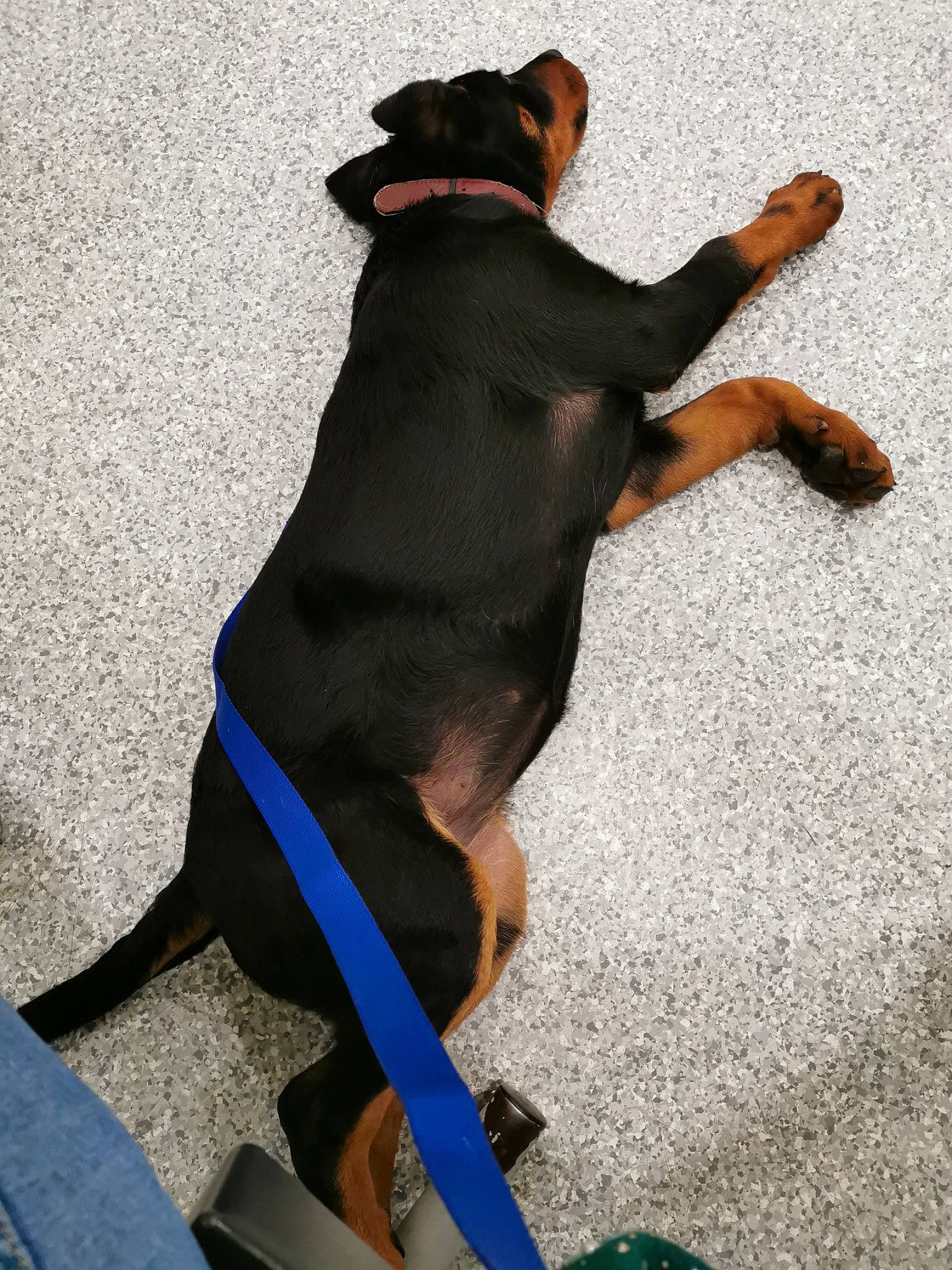 Loumy participe au concours pour gagner de l'argent avec cette photo : canidae, carnivore, collar, companion_dog, dog, dog_breed, dog_clothes, dog_collar, dog_supply, electric_blue, fashion_accessory, fawn, guard_dog, leash, paw, pet_supply, snout, sporting_group, tail, working_animal