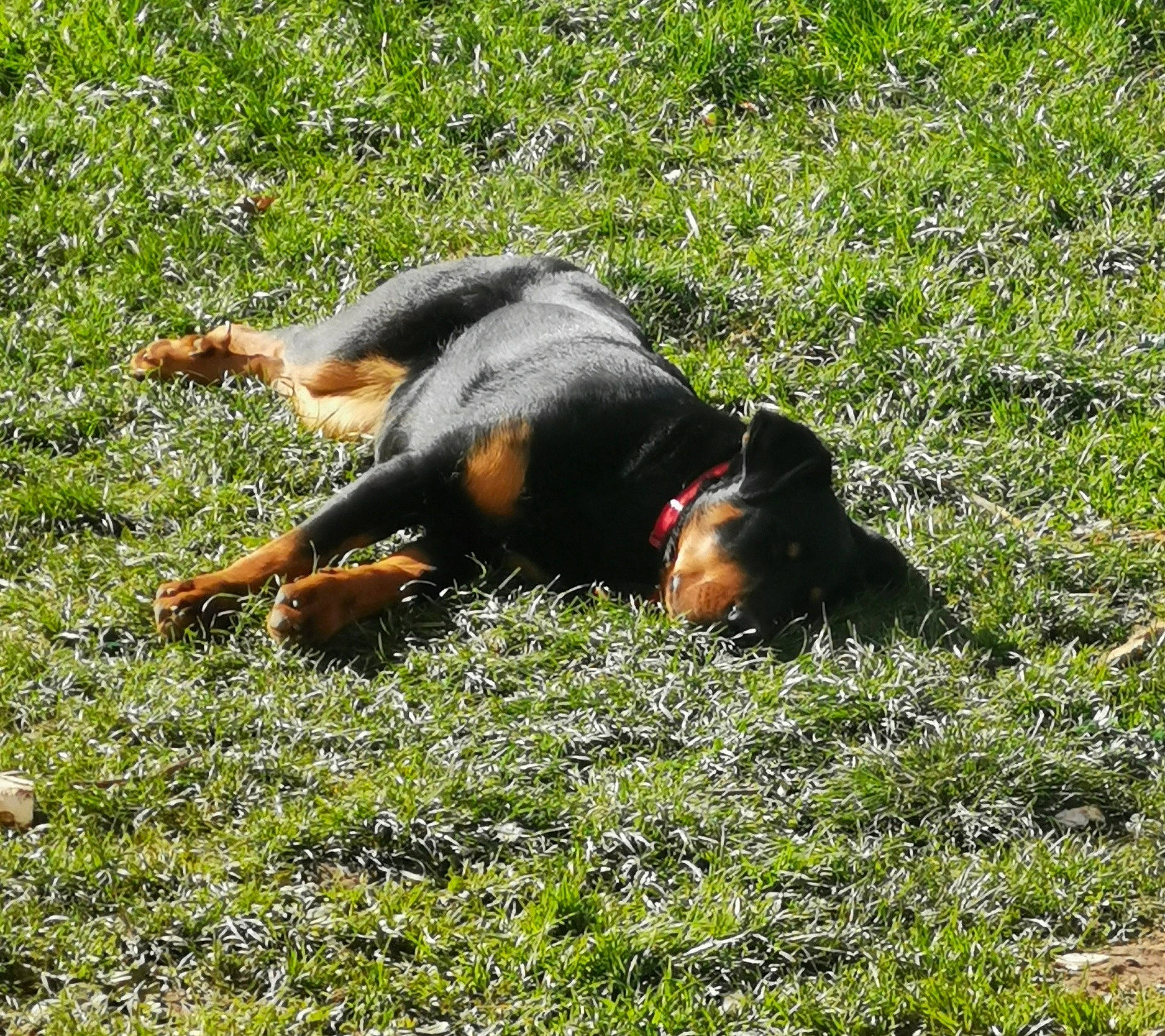 Loumy a rejoint le concours — aidez-le/la à gagner de superbes lots ! canidae, carnivore, companion_dog, dog, dog_breed, grass, grassland, groundcover, guard_dog, herbaceous_plant, hunting_dog, pasture, people_in_nature, plant, sporting_group, tail, terrestrial_animal, working_dog