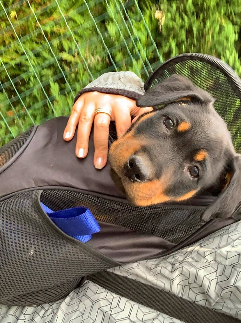 Loumy participe au concours pour gagner de l'argent avec cette photo : carnivore, comfort, companion_dog, dog, dog_breed, electric_blue, formal_wear, grass, guard_dog, hound, personal_protective_equipment, plant, rottweiler, sitting, sporting_group, working_animal, working_dog, wrist