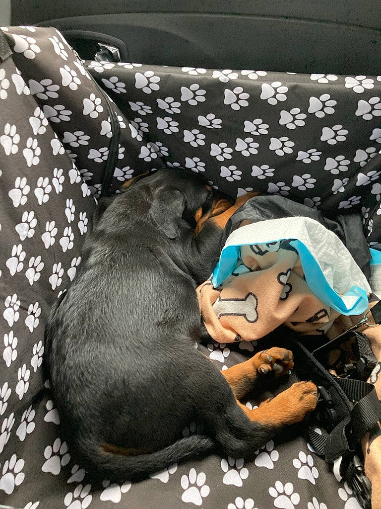 Loumy participe au concours pour gagner de l'argent avec cette photo : canidae, carnivore, comfort, companion_dog, couch, dog, dog_breed, dog_supply, fawn, fur, guard_dog, hat, linens, nap, pinscher, sitting, sleep, sporting_group, toy_dog, working_animal