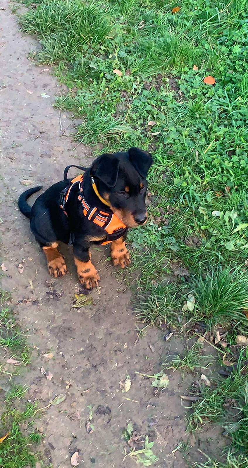 Loumy participe au concours pour gagner de l'argent avec cette photo : canidae, carnivore, companion_dog, dog, dog_breed, fashion_accessory, grass, groundcover, guard_dog, hunting_dog, plant, sporting_group, tail, terrestrial_animal, working_animal, working_dog