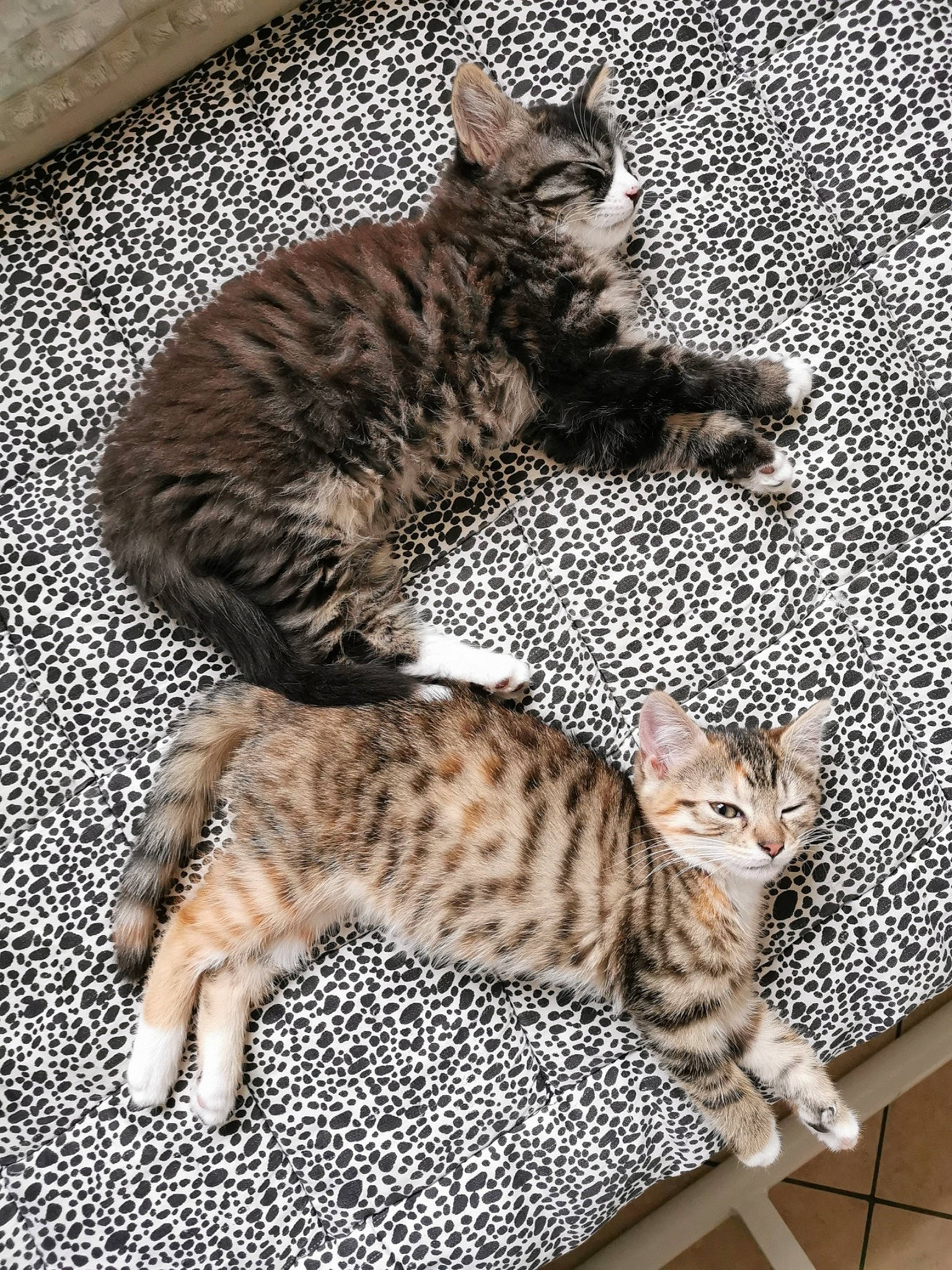 Hermès participe au concours pour gagner de l'argent avec cette photo : carnivore, cat, claw, comfort, domestic_short_haired_cat, felidae, foot, fur, paw, sitting, small_to_medium_sized_cats, snout, tail, terrestrial_animal, whiskers