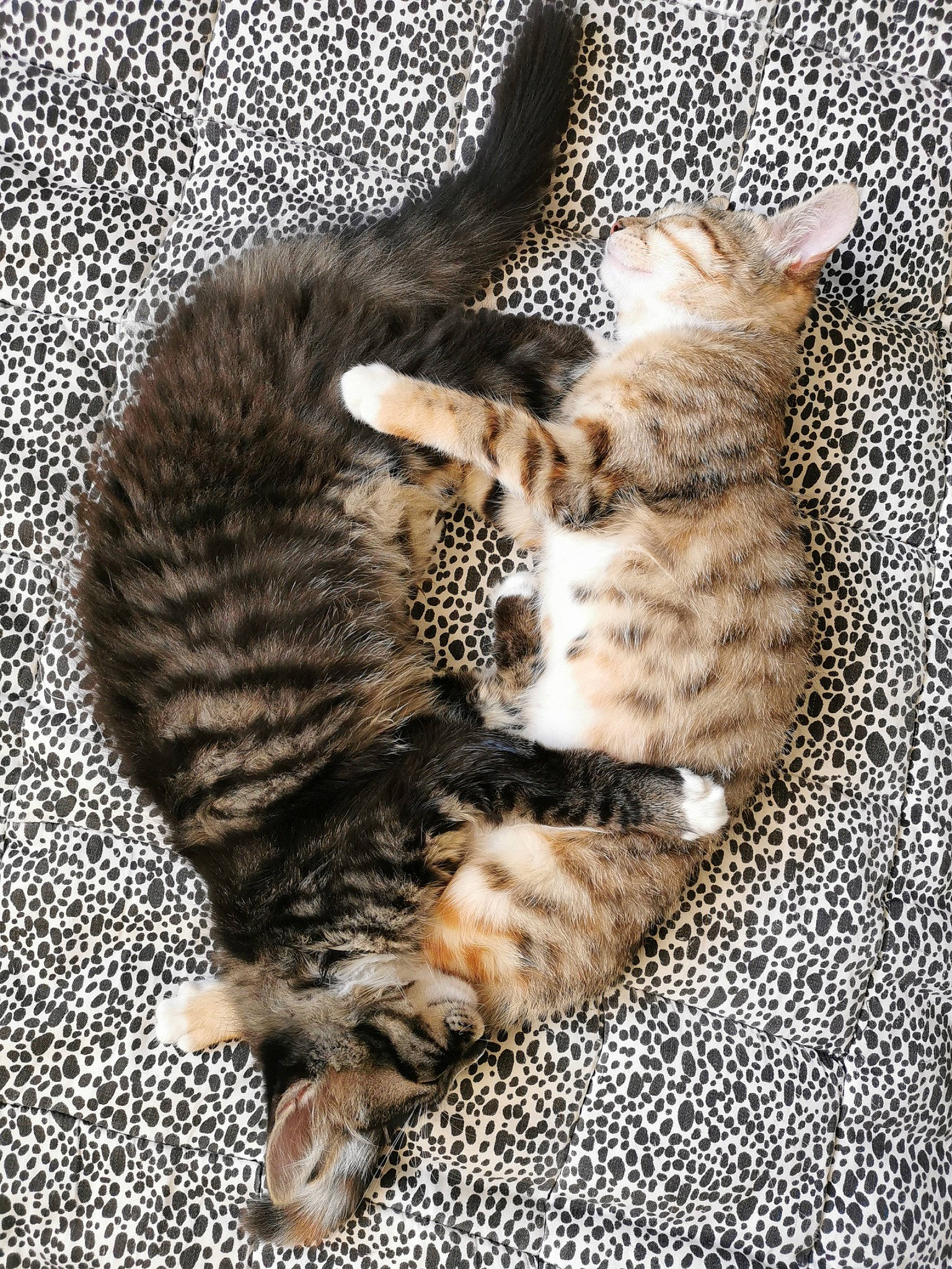 Hermès a rejoint le concours — aidez-le/la à gagner de superbes lots ! carnivore, cat, claw, comfort, domestic_short_haired_cat, fawn, felidae, foot, fur, organism, paw, small_to_medium_sized_cats, snout, tail, terrestrial_animal, whiskers, wildlife, wood