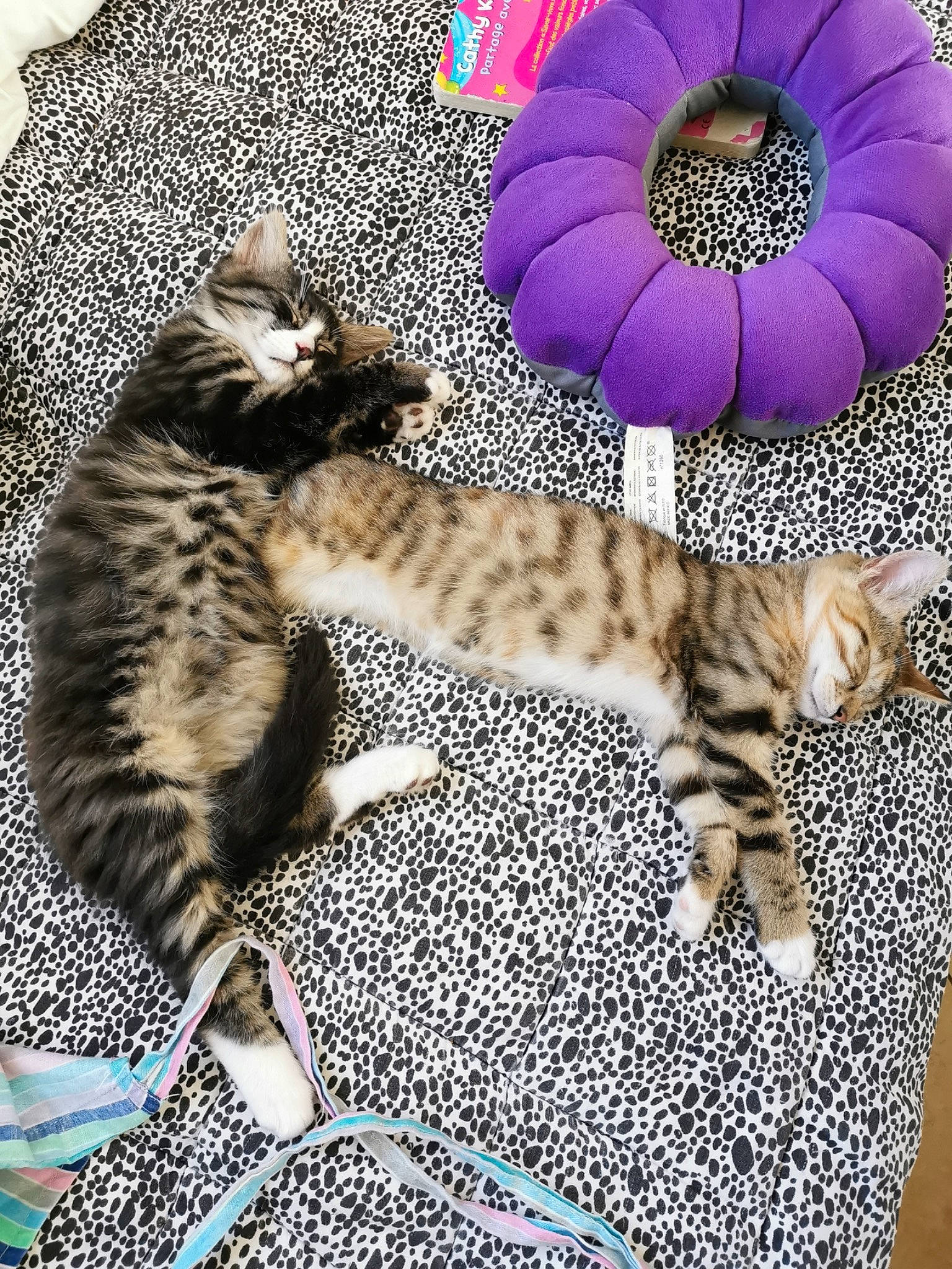 Hermès a rejoint le concours — aidez-le/la à gagner de superbes lots ! carnivore, cat, comfort, domestic_short_haired_cat, fashion_accessory, fawn, felidae, font, fur, linens, magenta, pattern, paw, petal, plant, small_to_medium_sized_cats, tail, terrestrial_animal, toy, whiskers