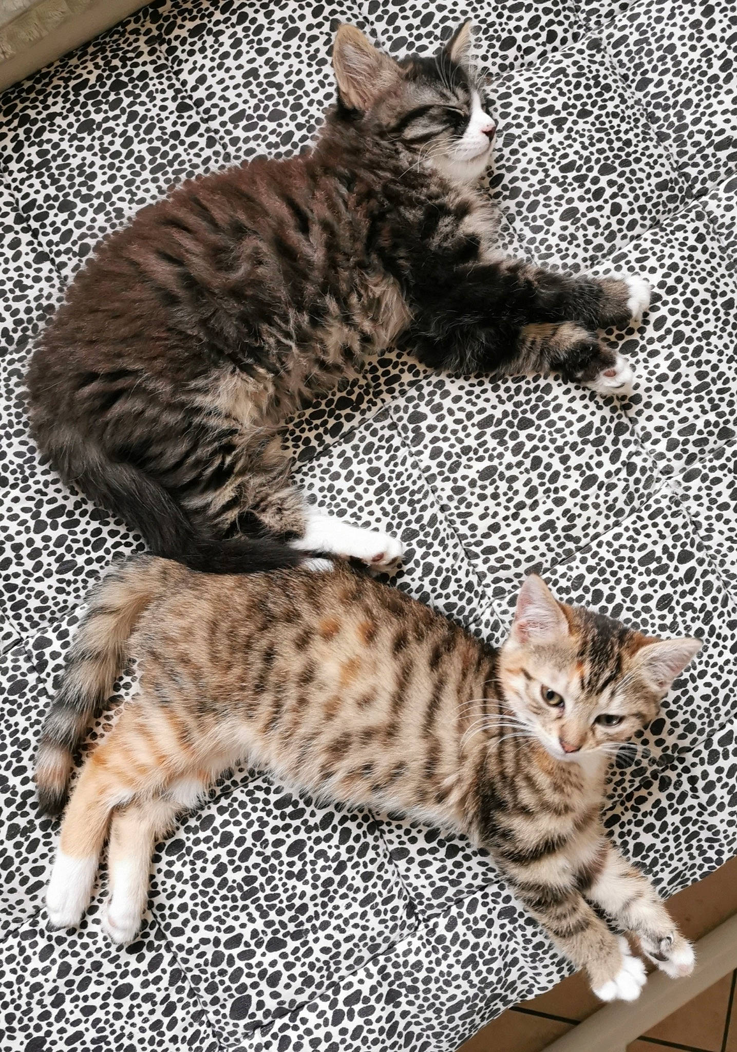 Hermès a rejoint le concours — aidez-le/la à gagner de superbes lots ! carnivore, cat, claw, comfort, domestic_short_haired_cat, felidae, fur, nap, paw, small_to_medium_sized_cats, snout, tail, terrestrial_animal, whiskers