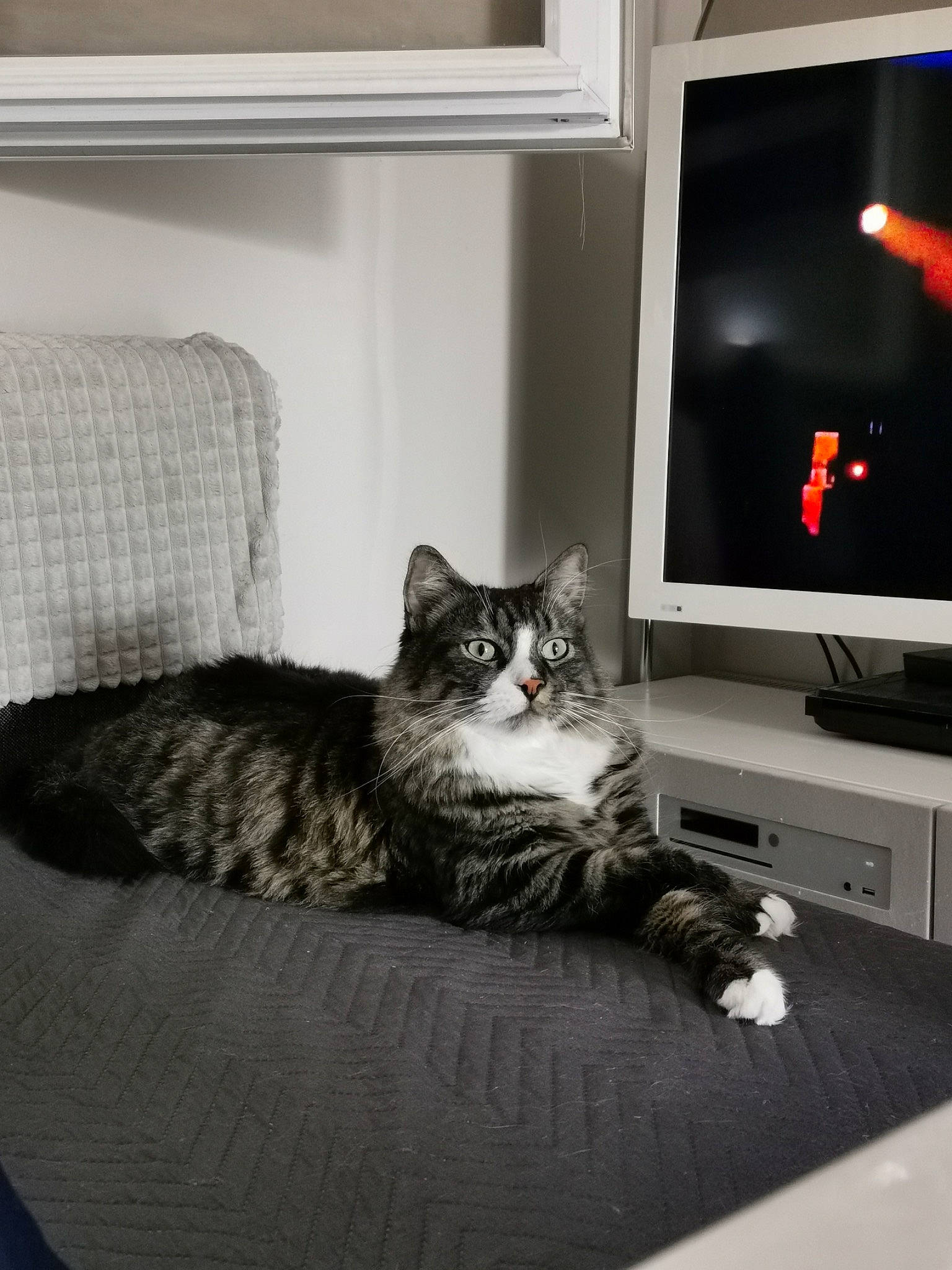 Hermès a rejoint le concours — aidez-le/la à gagner de superbes lots ! carnivore, cat, comfort, computer_monitor, couch, entertainment_center, felidae, flat_panel_display, flooring, furniture, grey, hardwood, living_room, output_device, shelf, small_to_medium_sized_cats, tail, television_set, whiskers, wood