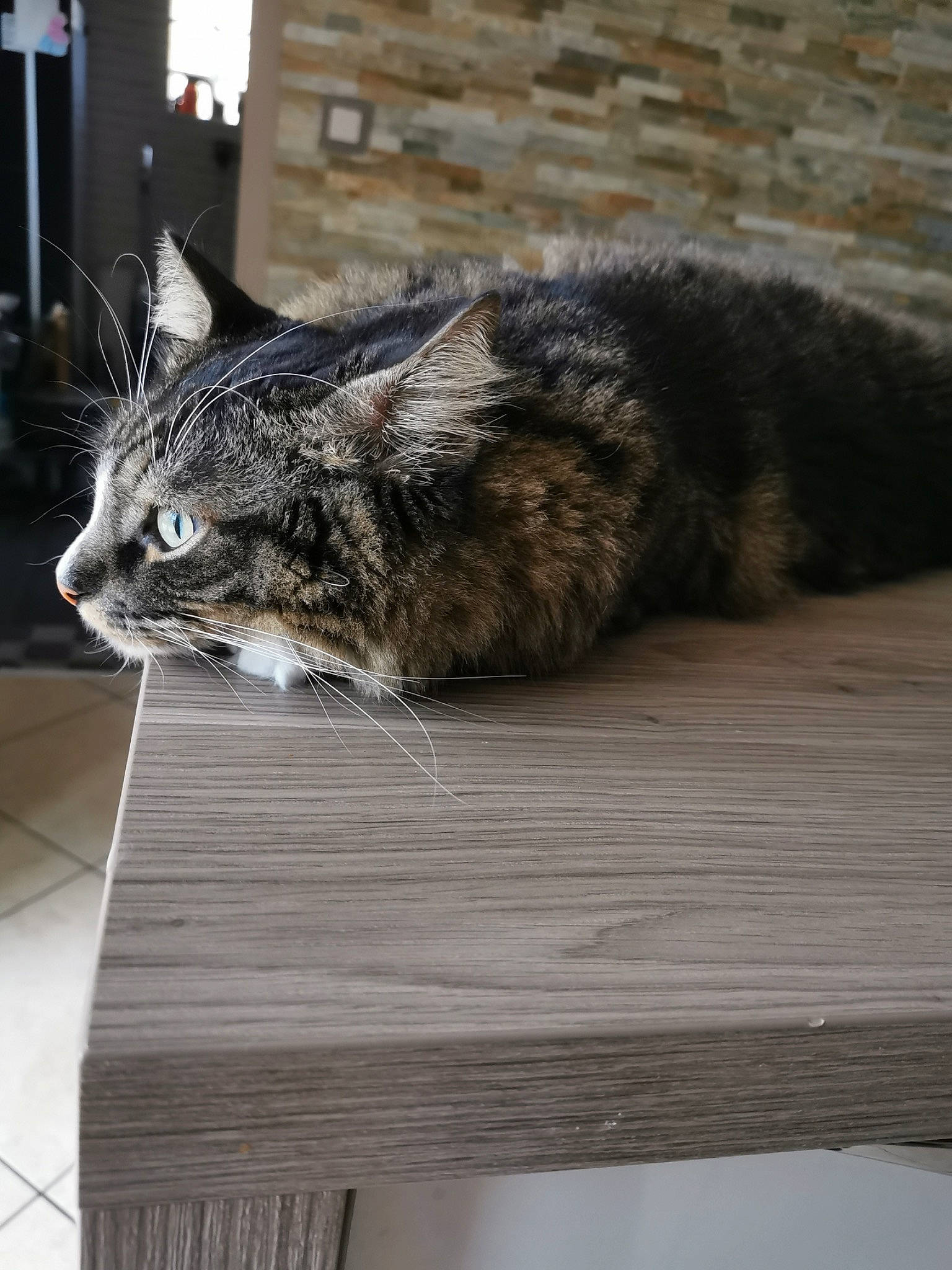 Hermès participe au concours pour gagner de l'argent avec cette photo : carnivore, cat, claw, desk, domestic_short_haired_cat, felidae, flooring, fur, grass, hardwood, plant, sitting, small_to_medium_sized_cats, snout, table, tail, tree, whiskers, window, wood