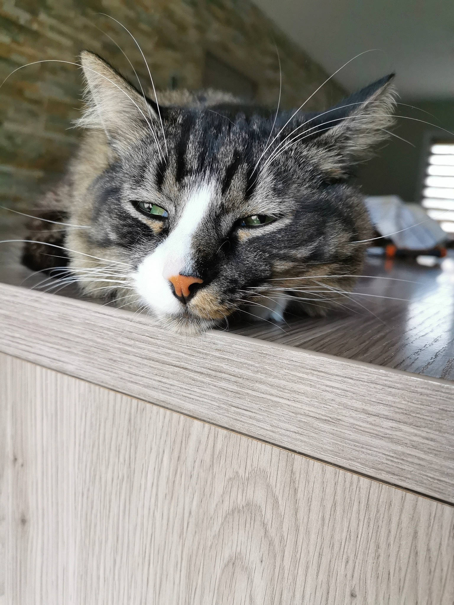 Hermès a rejoint le concours — aidez-le/la à gagner de superbes lots ! carnivore, cat, claw, domestic_short_haired_cat, felidae, flooring, fur, grey, hardwood, paw, small_to_medium_sized_cats, snout, tail, whiskers, window, wood