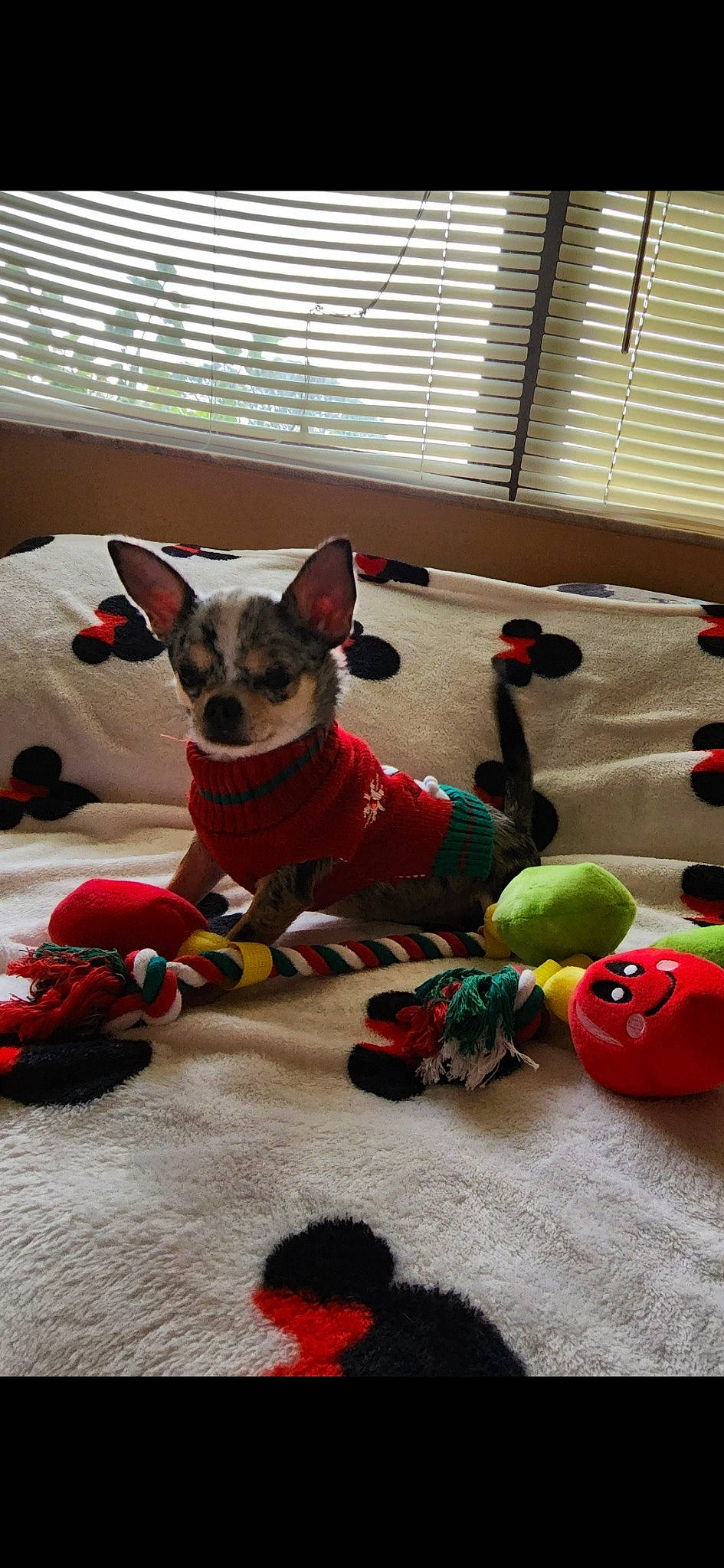 Lucas joined the competition — help win amazing prizes! art, carnivore, collar, companion_dog, dog, dog_breed, dog_clothes, dog_supply, event, fashion_accessory, fawn, fur, pattern, pet_supply, red, snout, tail, window, window_blind, working_animal