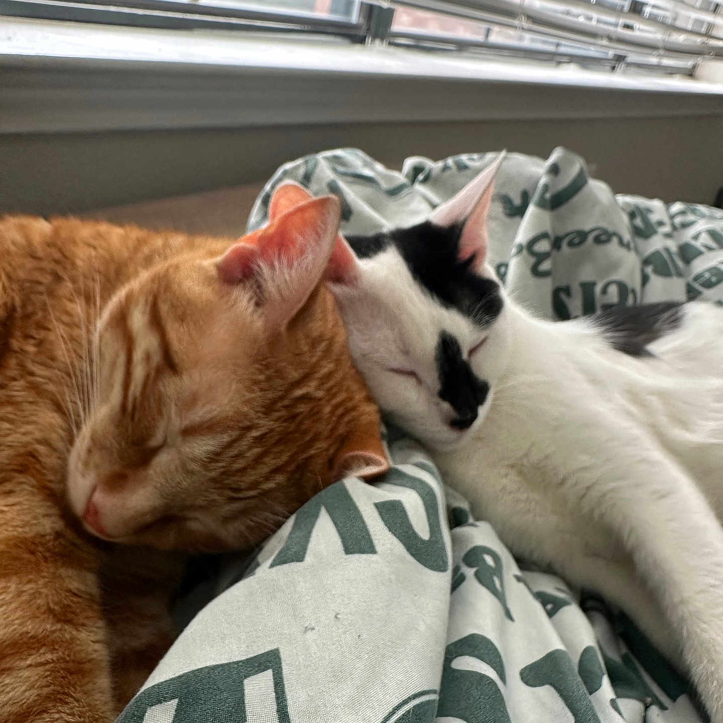 Dorito And Oreo is registered to the contest to win money with this photo: animal, black_and_white_cat, blanket, cat, close_up, companionship, cozy, cute, daylight, domestic, feline, fur, ginger_cat, indoor, nap, pets, relaxation, resting, sleeping, window