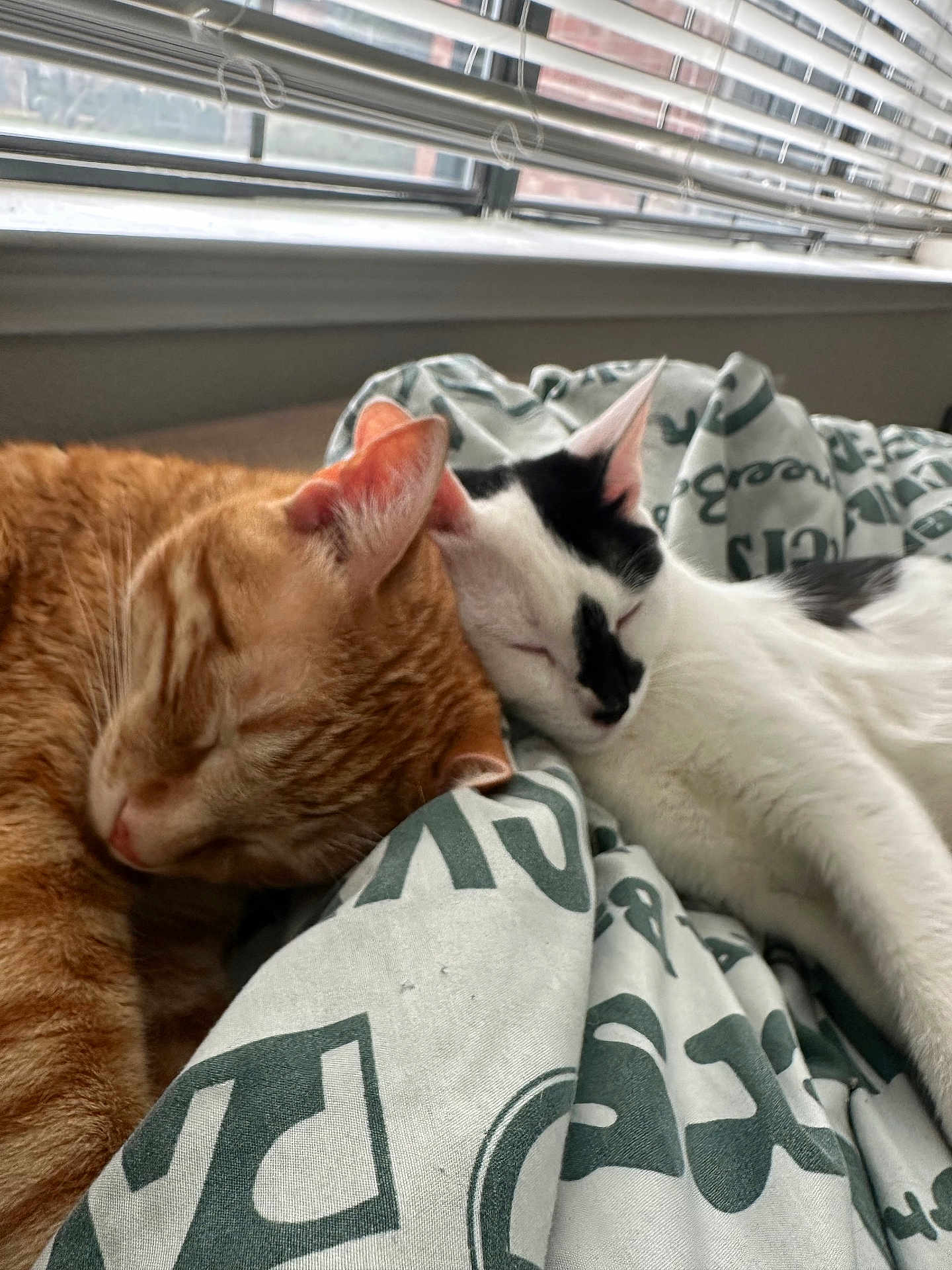 Dorito And Oreo is registered to the contest to win money with this photo: animal, black_and_white_cat, blanket, cat, close_up, companionship, cozy, cute, daylight, domestic, feline, fur, ginger_cat, indoor, nap, pets, relaxation, resting, sleeping, window