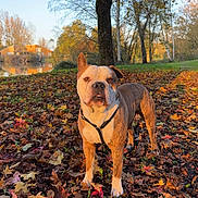 Falko joined the competition — help win amazing prizes! dog, autumn, leaves, tree, park, sunlight, outdoor, nature, grass, fall, brown, white, canine, pet, landscape, season, calm, daytime, animal, scenic