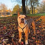 dog, autumn, leaves, tree, park, sunlight, outdoor, nature, grass, fall, brown, white, canine, pet, landscape, season, calm, daytime, animal, scenic