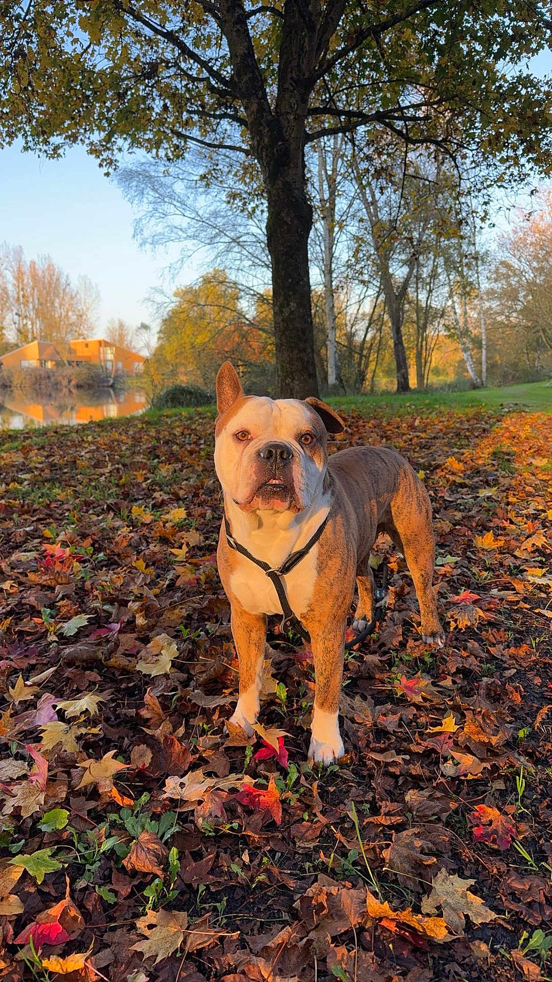Falko joined the competition — help win amazing prizes! dog, autumn, leaves, tree, park, sunlight, outdoor, nature, grass, fall, brown, white, canine, pet, landscape, season, calm, daytime, animal, scenic