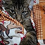 Duchesse a rejoint le concours — aidez-le/la à gagner de superbes lots ! abyssinian, accessories, animal, bag, bed, blanket, cat, couch, cushion, furniture, handbag, homedecor, kitten, laundry, linen, manx, pet, quilt, siamese, towel