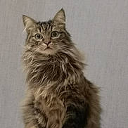 Duchesse a rejoint le concours — aidez-le/la à gagner de superbes lots ! abyssinian, angora, animal, brasssection, cat, gray, horn, kitten, manx, musicalinstrument, pet, siamese, snout