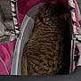 Duchesse participe au concours pour gagner de l'argent avec cette photo : animal, bag, baggage, basket, bed, canine, carriage, cat, crib, dog, furniture, infantbed, kitten, laundry, pet, stroller, suitcase, transportation, vehicle, wagon