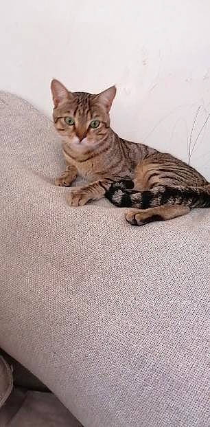 Ponpon participe au concours pour gagner de l'argent avec cette photo : carnivore, cat, claw, comfort, domestic_short_haired_cat, fawn, felidae, fur, paw, sitting, small_to_medium_sized_cats, snout, tail, terrestrial_animal, whiskers, wildlife, wood