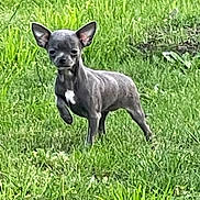 Angie a rejoint le concours — aidez-le/la à gagner de superbes lots ! adorable, alert, animal, chihuahua, cute, daytime, dog, ears, fur, grass, greenery, leaf, mammal, nature, one_paw_up, outdoor, pet, small_dog, standing, young_dog