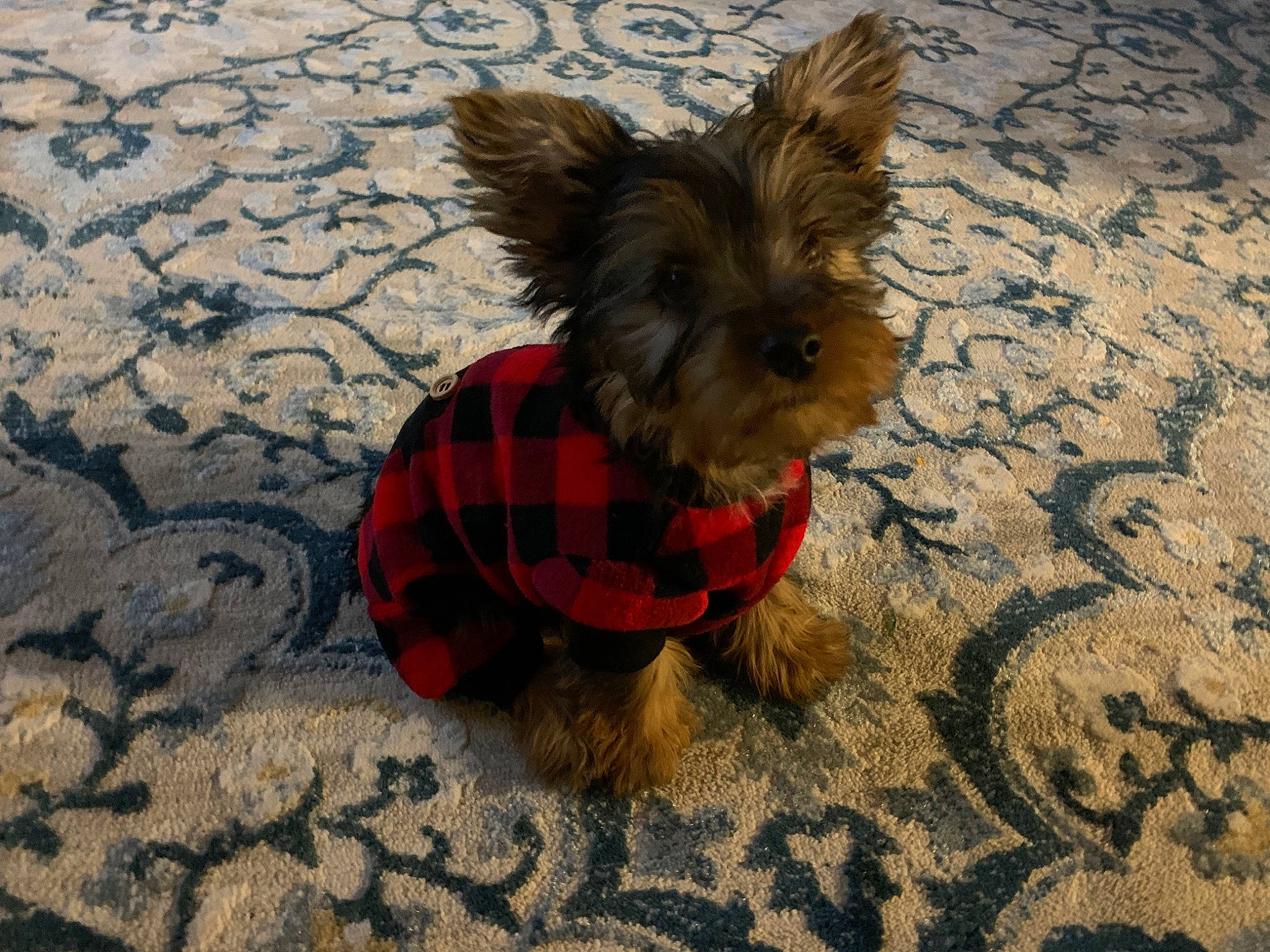 Baloo is registered to the contest to win money with this photo: australian_silky_terrier, biewer_terrier, canidae, carnivore, companion_dog, design, dog, dog_breed, dog_clothes, fur, morkie, pattern, puppy, small_terrier, snout, tartan, terrier, textile, toy_dog, yorkshire_terrier