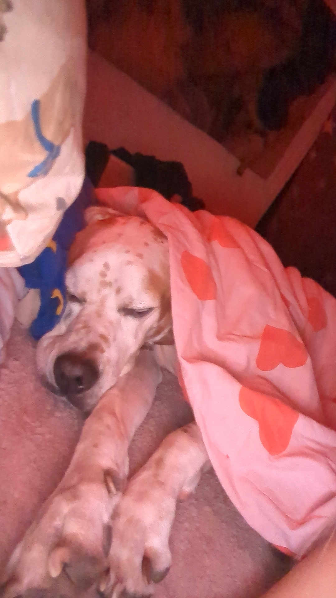 Louie