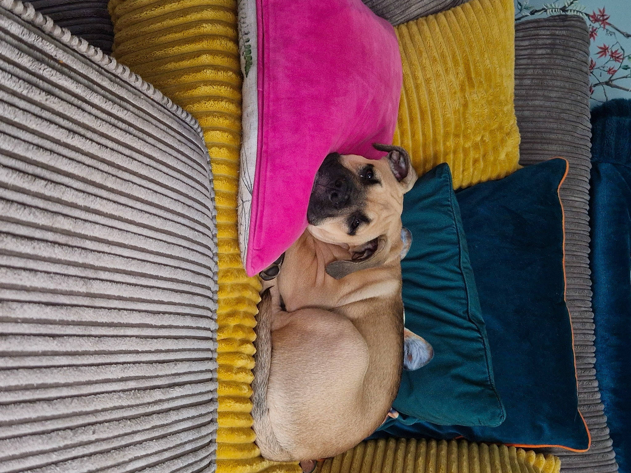 Quinine is registered to the contest to win money with this photo: carnivore, comfort, companion_dog, dog, dog_breed, dog_supply, fawn, felidae, fur, linens, magenta, nap, pattern, pet_supply, purple, small_to_medium_sized_cats, sporting_group, stuffed_toy, toy_dog, wood