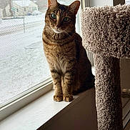 Magnolia joined the competition — help win amazing prizes! animal, carpet, cat, cat_tree, fur, green_eyes, home, indoors, natural_light, pet, portrait, relaxed, scratching_post, sitting, sunlight, tabby_cat, upright, whiskers, window, windowsill