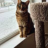 animal, carpet, cat, cat_tree, fur, green_eyes, home, indoors, natural_light, pet, portrait, relaxed, scratching_post, sitting, sunlight, tabby_cat, upright, whiskers, window, windowsill