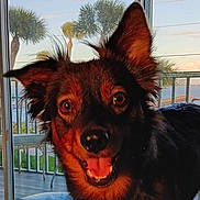 Lulu is registered to the contest to win money with this photo: animal, balcony, canine, closeup, dog, ears, face, fur, happy, indoors, nature, outdoor_view, palm_trees, pet, portrait, smiling, sunlight, tongue, water, window