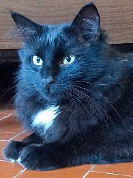 Ebène participe au concours pour gagner de l'argent avec cette photo : black_cat, bombay, carnivore, cat, claw, domestic_short_haired_cat, electric_blue, felidae, fur, small_to_medium_sized_cats, snout, tail, terrestrial_animal, whiskers