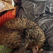 Naya is registered to the contest to win money with this photo: bedding, blanket, cat, close_up, cozy, crochet_blanket, curled_up, duvet, ear, fur, home, indoor, knit, paw, pet, resting, sleeping, soft_lighting, tabby_cat, textile_pattern