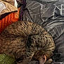 bedding, blanket, cat, close_up, cozy, crochet_blanket, curled_up, duvet, ear, fur, home, indoor, knit, paw, pet, resting, sleeping, soft_lighting, tabby_cat, textile_pattern