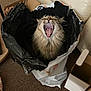 cat, yawning, fluffy, trash_bag, cardboard_box, indoor, carpet, feline, pet, domestic_animal, mouth_open, fur, whiskers, animal, container, seat, household, relaxed, cute, playful