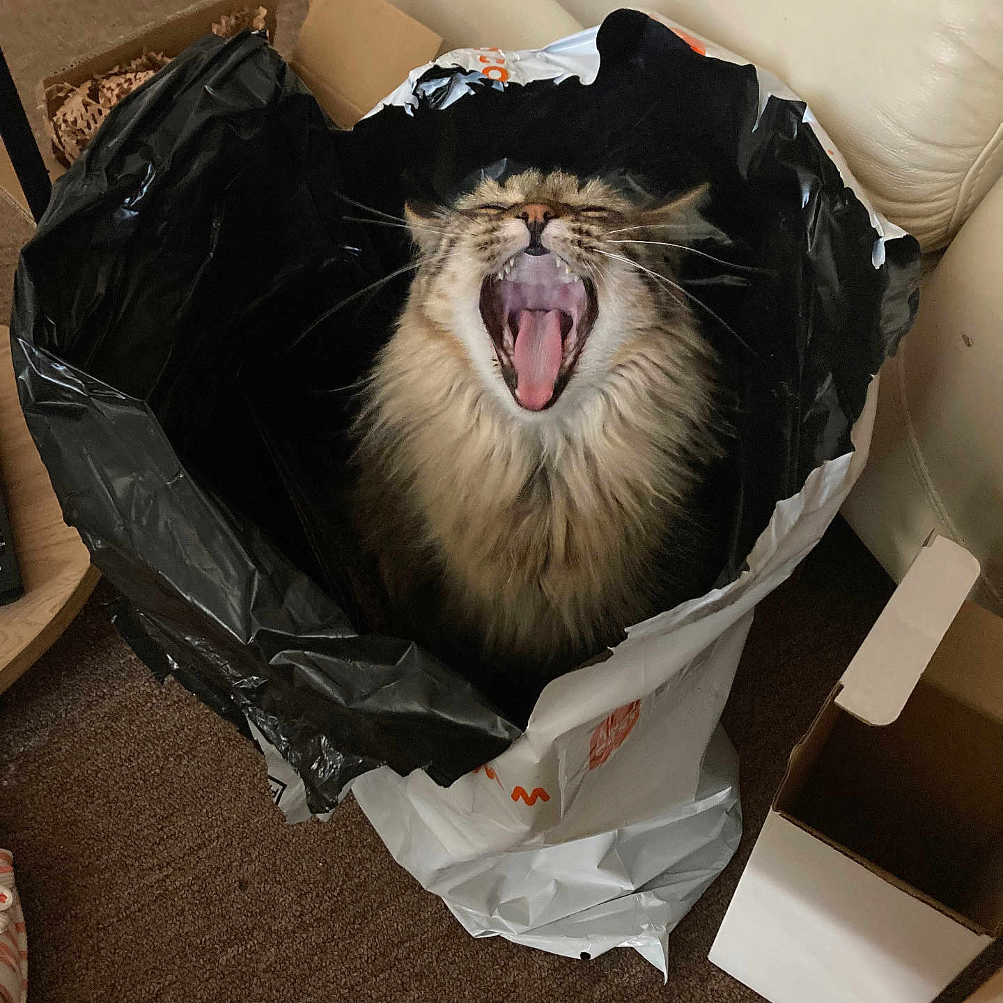 Baby Ii joined the competition — help win amazing prizes! animal, cardboard_box, carpet, cat, container, cute, domestic_animal, feline, fluffy, fur, household, indoor, mouth_open, pet, playful, relaxed, seat, trash_bag, whiskers, yawning