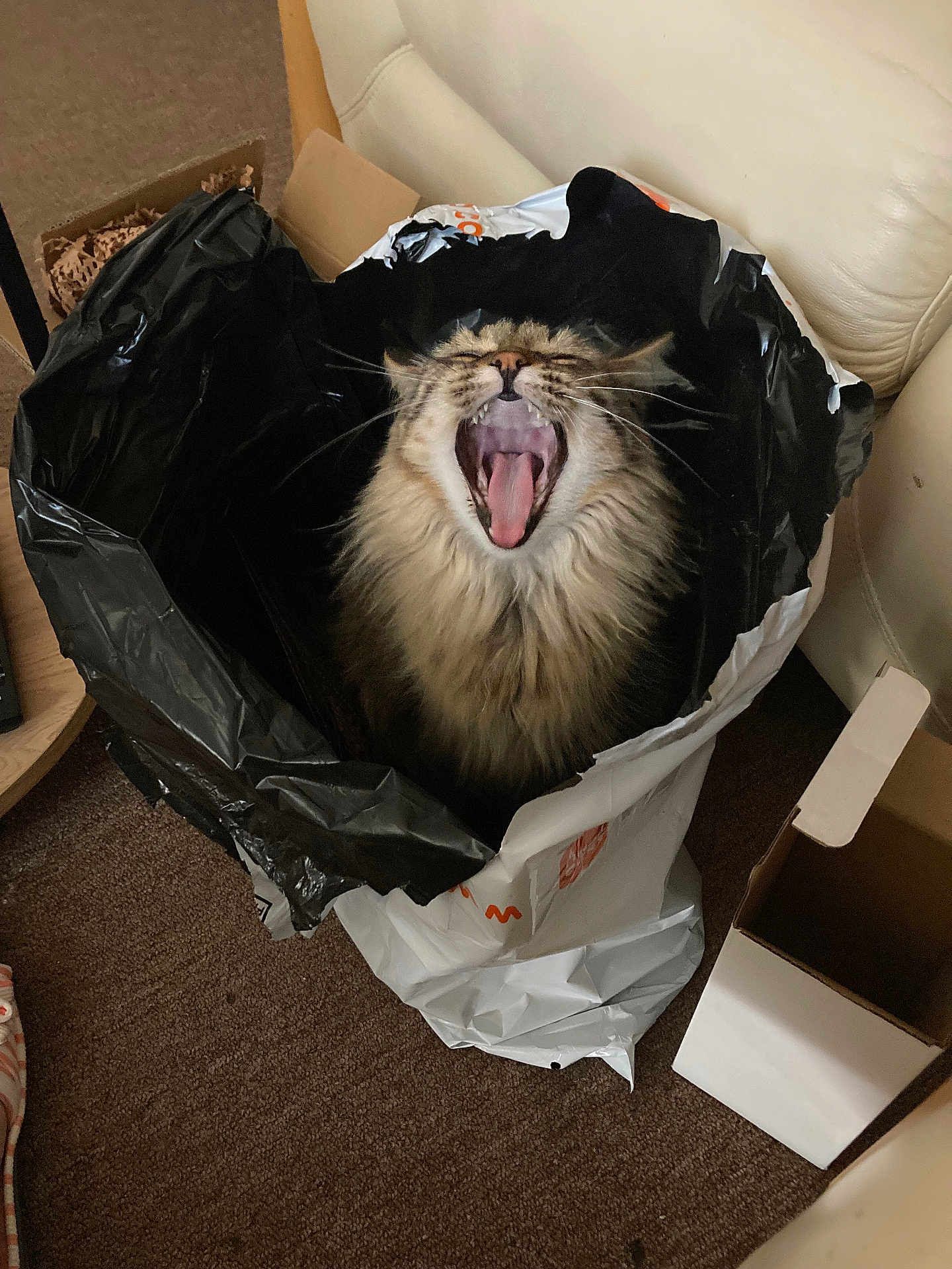 Baby Ii joined the competition — help win amazing prizes! cat, yawning, fluffy, trash_bag, cardboard_box, indoor, carpet, feline, pet, domestic_animal, mouth_open, fur, whiskers, animal, container, seat, household, relaxed, cute, playful
