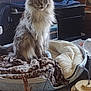 cat, fluffy, pet_bed, blanket, toy, feather_toy, indoor, feline, animal, fur, domestic_cat, resting, sitting, cozy, carpet, household, looking, ears, eyes, whiskers