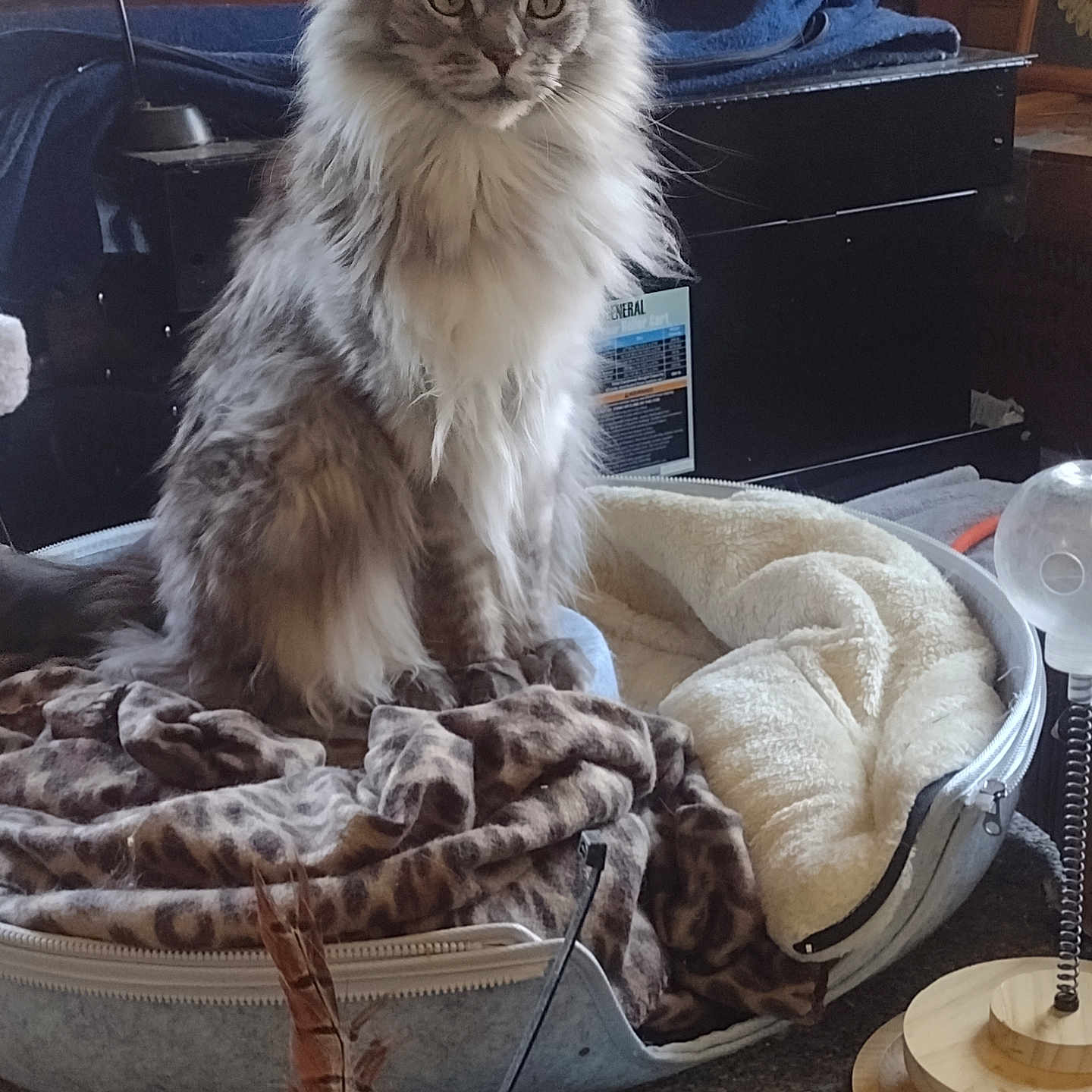 Smokey is registered to the contest to win money with this photo: animal, blanket, carpet, cat, cozy, domestic_cat, ears, eyes, feather_toy, feline, fluffy, fur, household, indoor, looking, pet_bed, resting, sitting, toy, whiskers