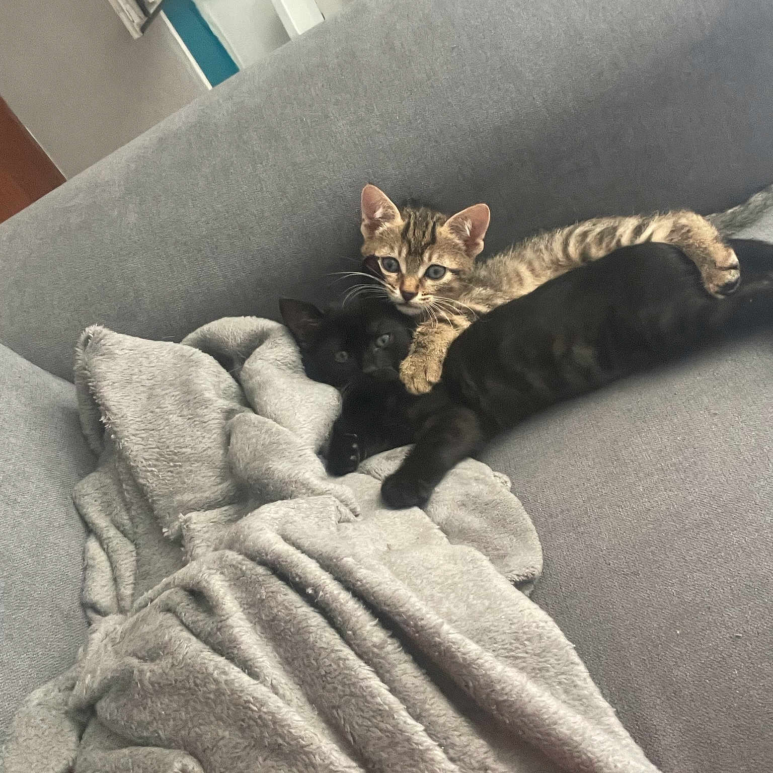 Taico Et Paco