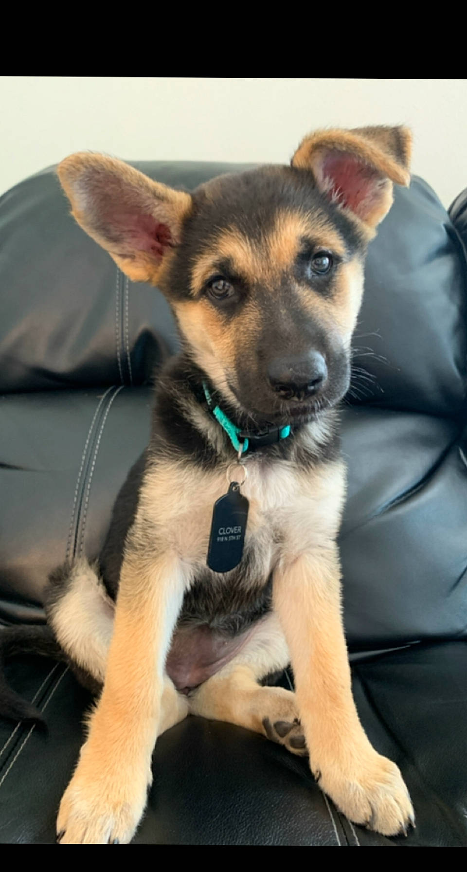 Nora joined the competition — help win amazing prizes! canidae, carnivore, collar, companion_dog, dog, dog_breed, dog_collar, dog_supply, fawn, fur, snout, sporting_group, terrestrial_animal, whiskers, working_animal, working_dog