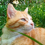 Claude joined the competition — help win amazing prizes! cat, orange_tabby, grass, greenery, outdoor, nature, animal, pet, whiskers, fur, relaxing, sunlight, daylight, closeup, mammal, ears, eyes, portrait, calm, peaceful