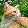 cat, orange_tabby, grass, greenery, outdoor, nature, animal, pet, whiskers, fur, relaxing, sunlight, daylight, closeup, mammal, ears, eyes, portrait, calm, peaceful
