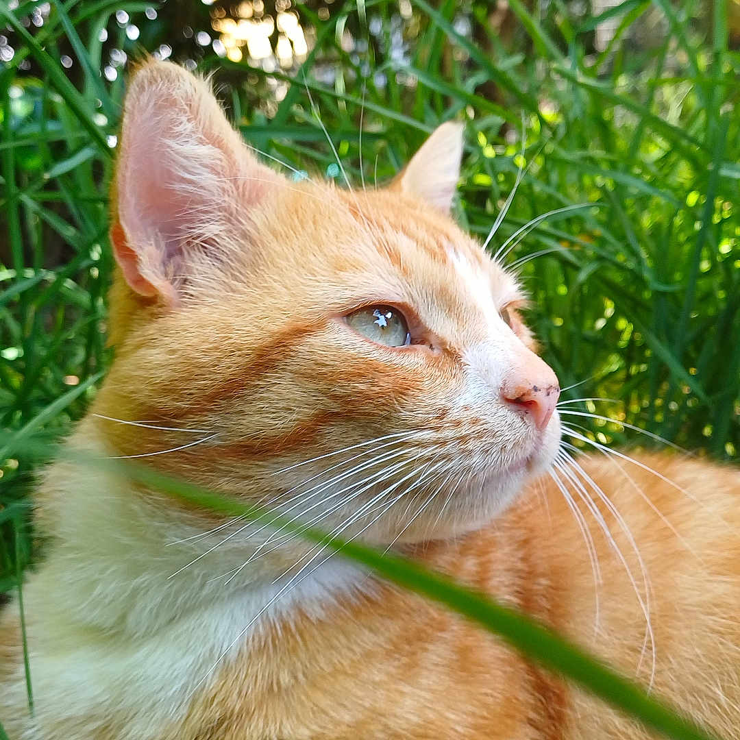 Claude joined the competition — help win amazing prizes! cat, orange_tabby, grass, greenery, outdoor, nature, animal, pet, whiskers, fur, relaxing, sunlight, daylight, closeup, mammal, ears, eyes, portrait, calm, peaceful