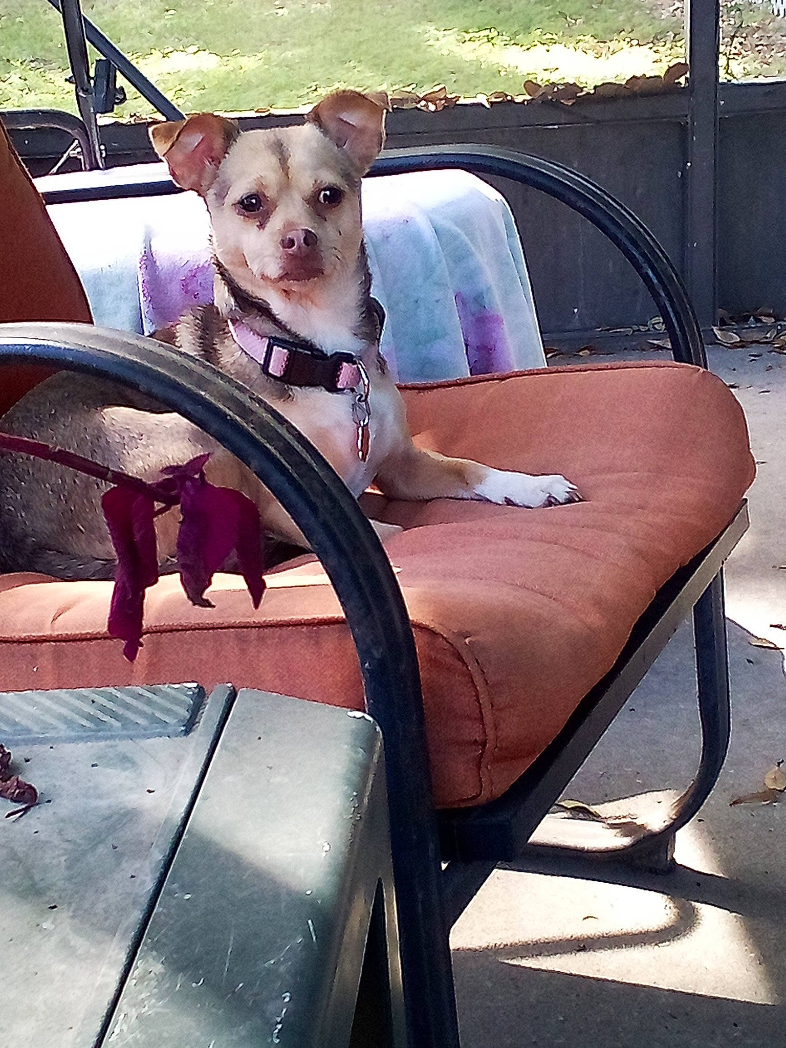 Chanel West Coast is registered to the contest to win money with this photo: auto_part, automotive_exterior, baby_carriage, baby_products, carnivore, chair, companion_dog, dog, dog_breed, dog_clothes, fawn, grass, metal, motor_vehicle, outdoor_furniture, pink, sunglasses, tints_and_shades, toy_dog, vehicle_door