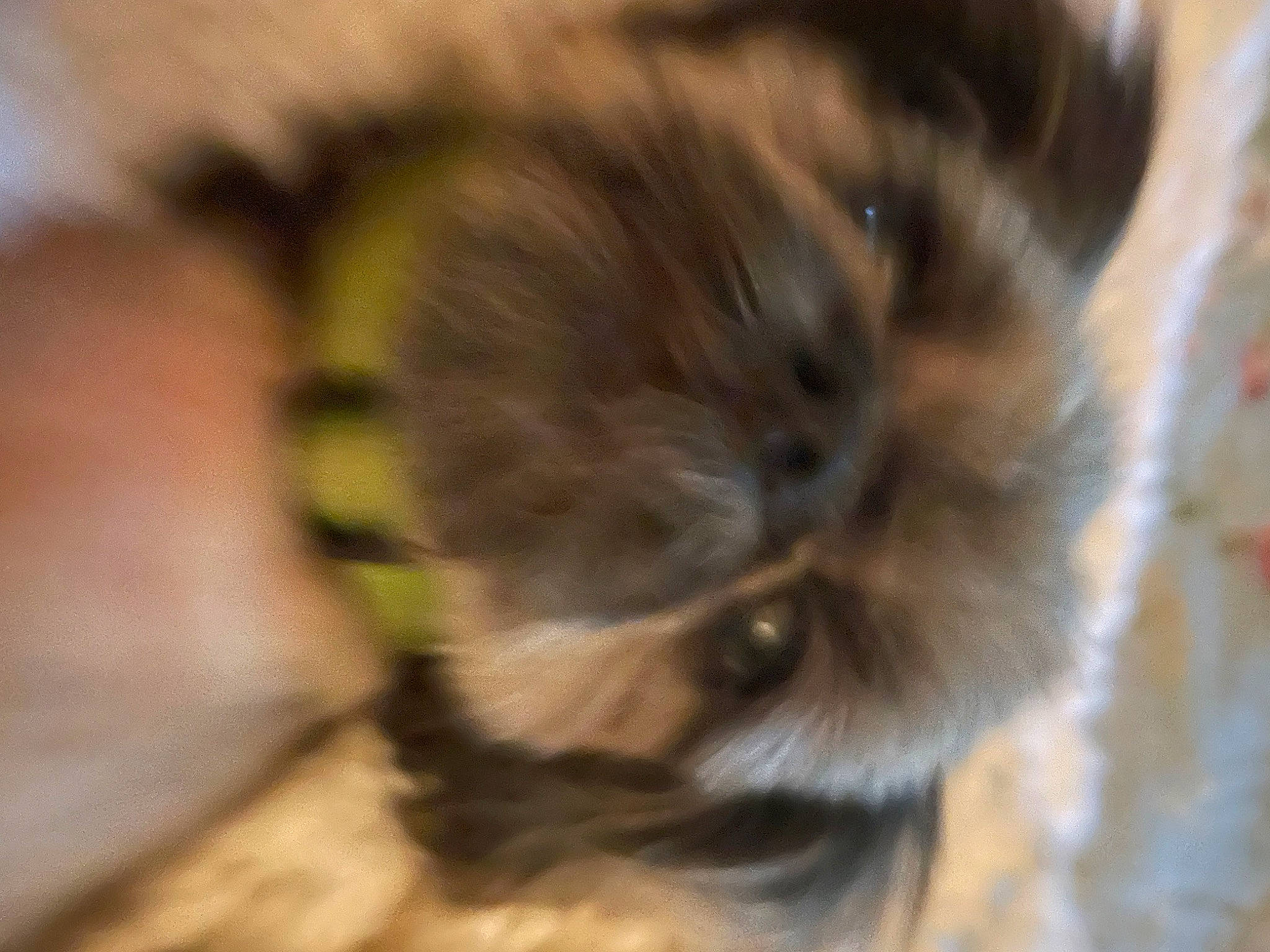 Chip is registered to the contest to win money with this photo: canidae, carnivore, cat, claw, companion_dog, dog_breed, fawn, felidae, fur, liver, paw, small_to_medium_sized_cats, sporting_group, tail, terrestrial_animal, toy_dog, whiskers, wildlife, wood