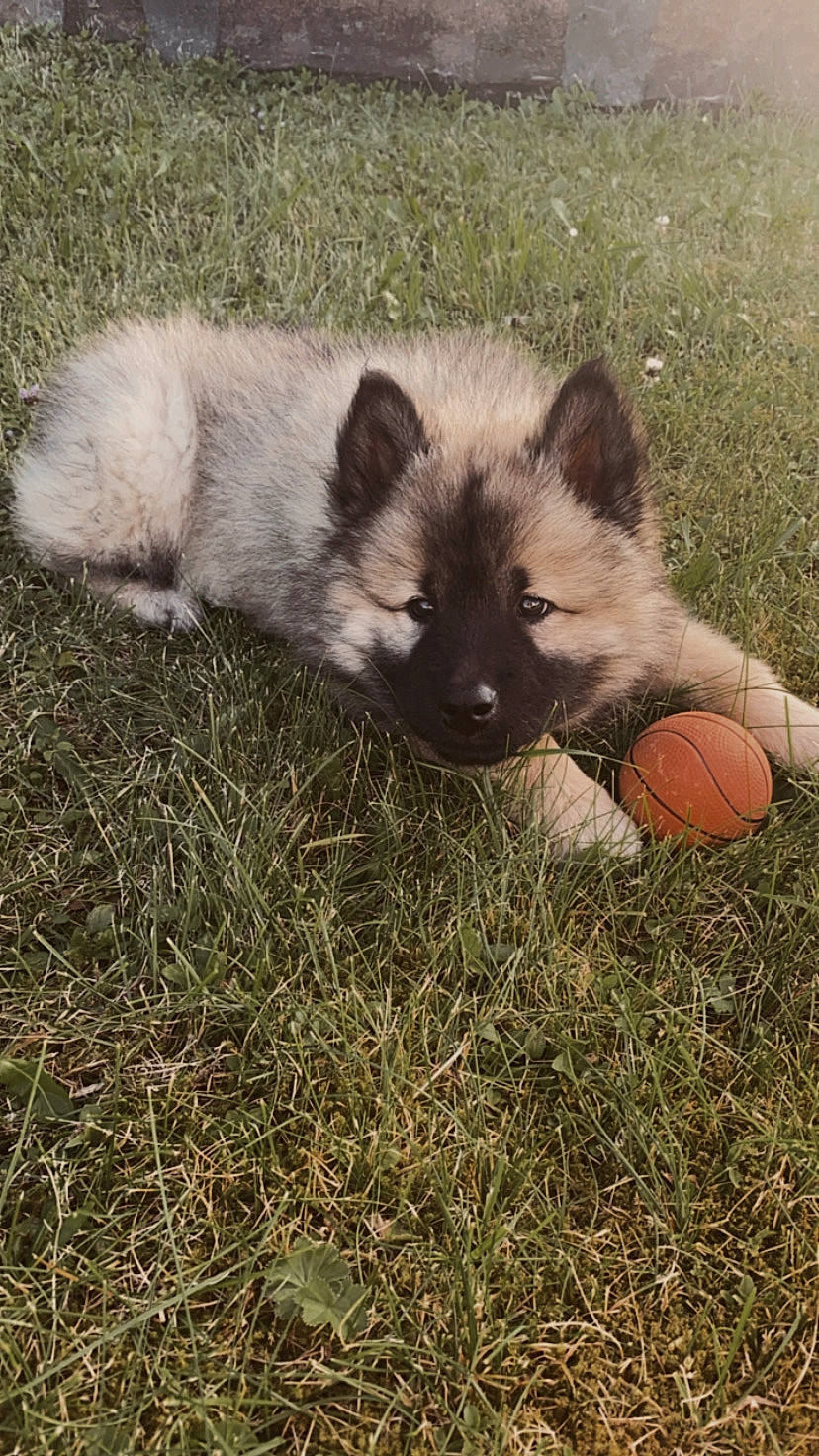 Ruby a rejoint le concours — aidez-le/la à gagner de superbes lots ! canidae, carnivore, dog, dog_breed, eurasier, fawn, keeshond, mammal, non_sporting_group, pomeranian, puppy, vertebrate