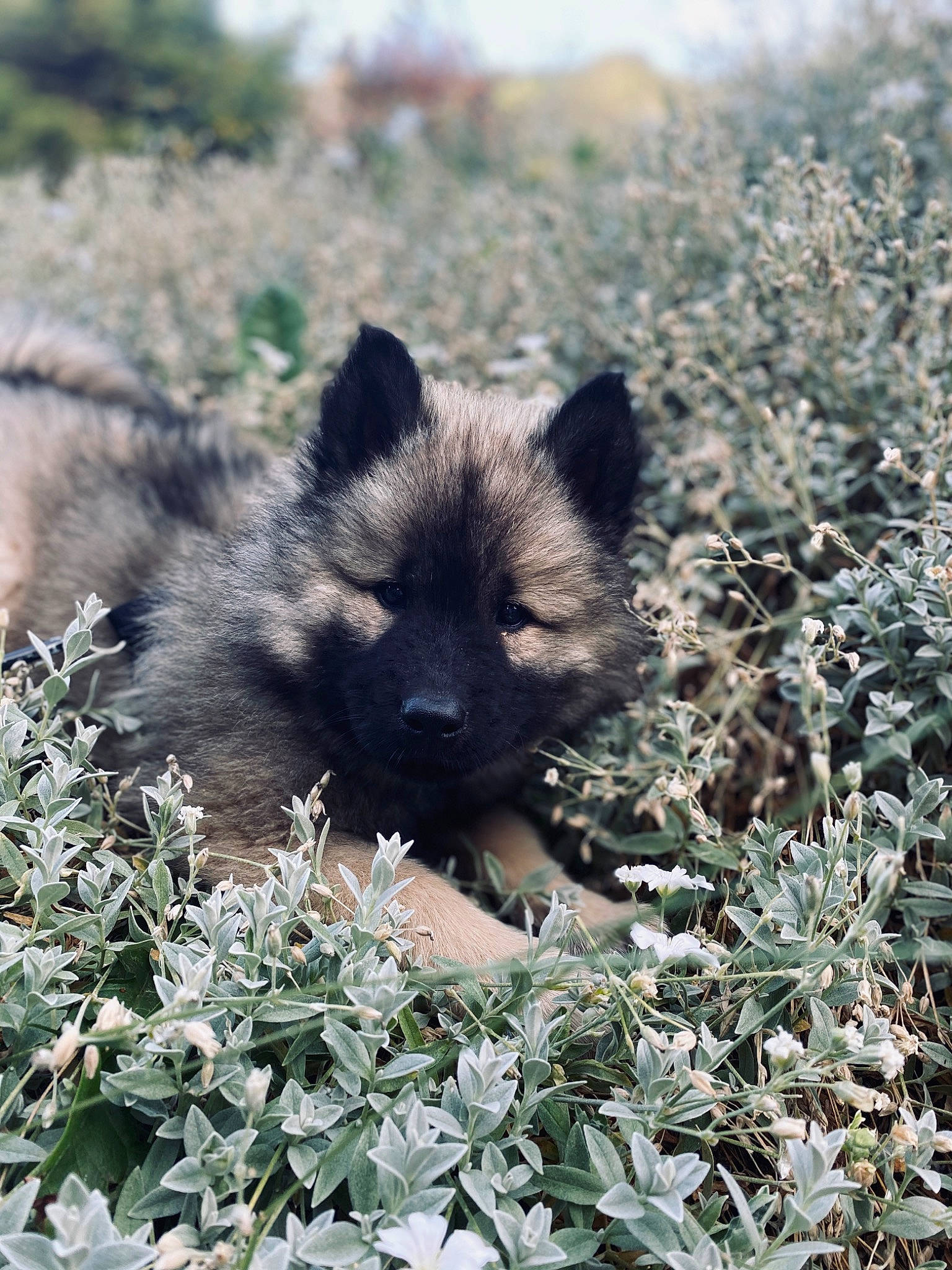 Ruby a rejoint le concours — aidez-le/la à gagner de superbes lots ! canidae, carnivore, dog, dog_breed, eurasier, fawn, mammal, plant, puppy, wildlife