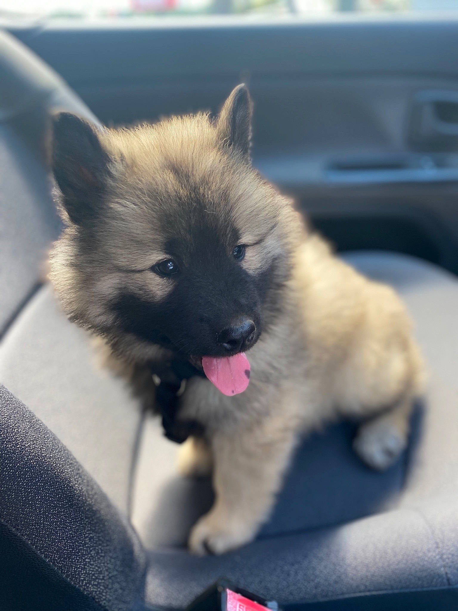 Ruby participe au concours pour gagner de l'argent avec cette photo : canidae, carnivore, dog, dog_breed, eurasier, fawn, laekenois, mammal, norwegian_buhund, norwegian_elkhound, puppy, rare_breed_dog, snout, vertebrate