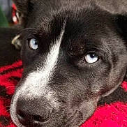 Shock-T joined the competition — help win amazing prizes! animal, black, black_coat, blanket, blue_eyes, canine, close_up, cute, dog, ears, fur, indoor, lying_down, nose, pet, portrait, red, resting, snout, white_markings