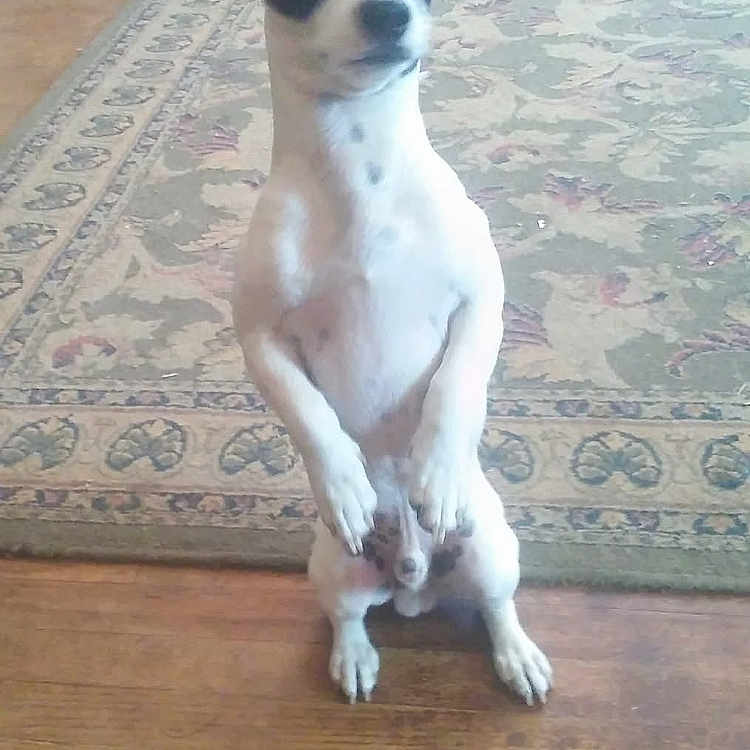 Tatie Tot is registered to the contest to win money with this photo: animal, black_and_white, canine, companion, curious, cute, dog, domestic, ears, floor, front_legs_up, home, indoor, looking, pet, portrait, rug, small_dog, standing, wooden_floor